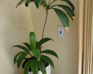 Plant only not the stand