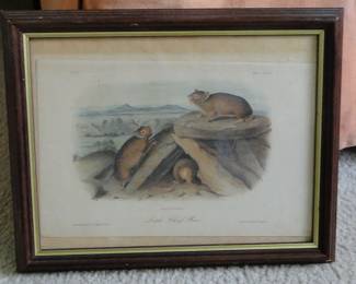 Hares