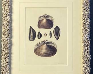 Book Plate Bivalve Shells Capt. Brown in Frame