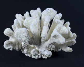 Cauliflower Coral Specimen
