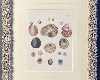 Antique Book Plate Engraving Anomia Shells