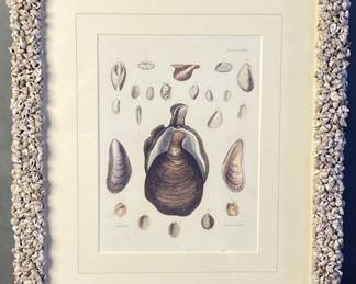 Antique Mollusk Book Plate Engraving Framed