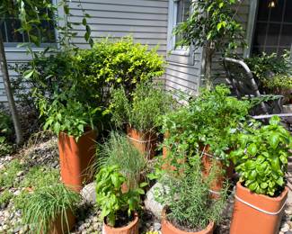 Potted Plants