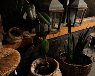 Lanterns $40 each, plants $20 each