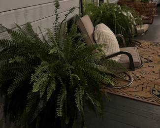 Ferns $20 each, tall pots $20 each, black and chrome vintage swivel chairs with cushions $35 each rug from anthropology $35