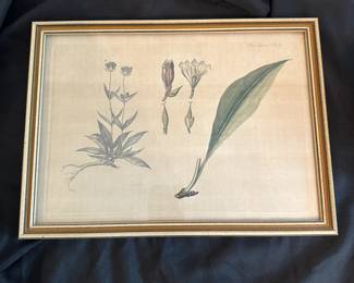 C17 - $10. Botany framed print Measures 13.25" Wide x 10" Tall.