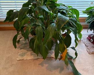 plant