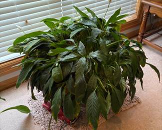 plant