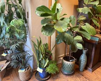 Gorgeous, healthy plants 