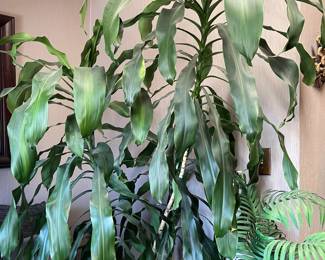 Huge corn plant