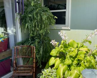 More gorgeous plants and bamboo chair