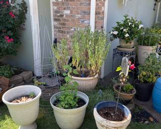 Lots of plants and planters