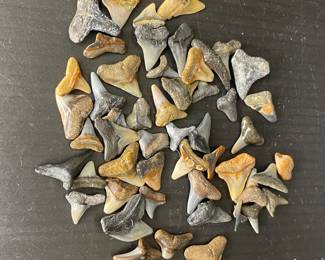 Shark teeth