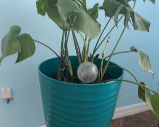 Lot Of 9 Large Plants With Pots