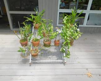 Live Plants