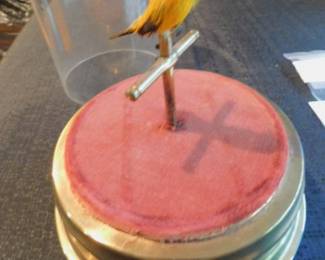 Rare Antique German Automaton Tight Wound