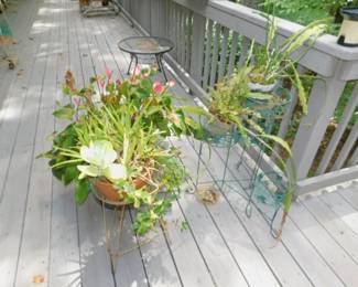 Live Plants