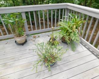 Live Plants