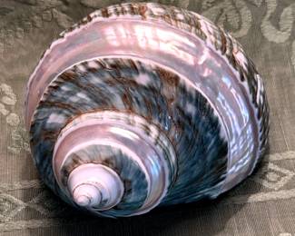 Banded Jade Turban ShellPhilippines