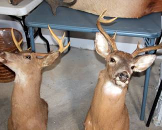White Tail Deer