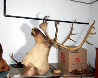 Caribou Mount