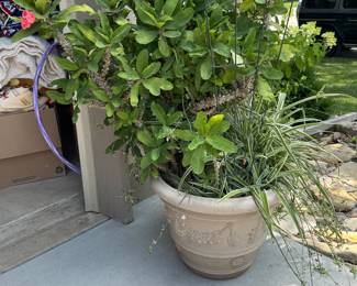 Crown of thorns plant!