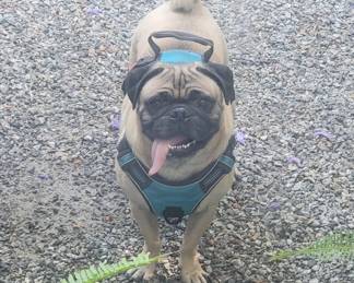 Preston is not for sale!