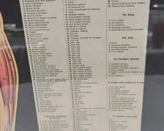French Anatomy Poster