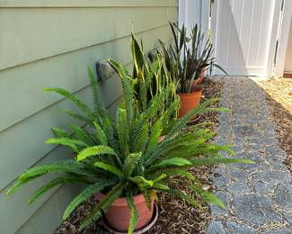 So many nice plants 
