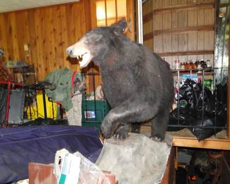 Walking bear taxidermy Alaskan Black Bear
