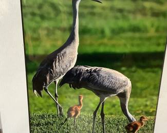 Signed sandhill crane photograph