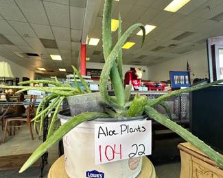 Plant Aloe