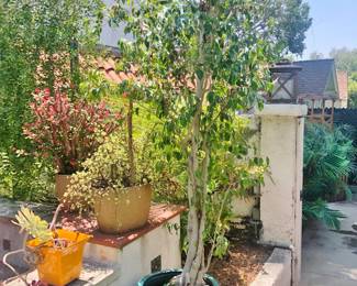 Tall Ficus in a Blue Glazed Pot