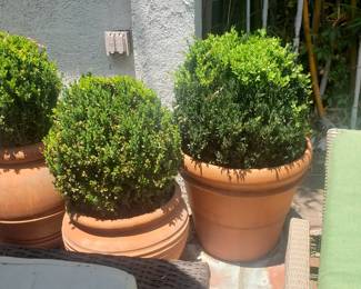 Lots of Terracotta Planters