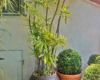 Tall Palm in a Glazed Terracotta Pot
