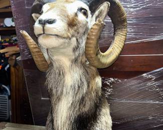 Taxidermy
