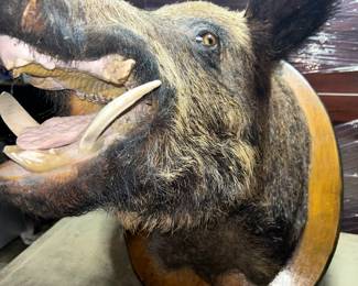Boar taxidermy