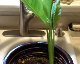 Potted Plant