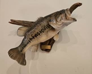8lb Largemouth Bass Taxidermy