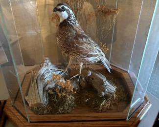 Northern Bobwhite quail 