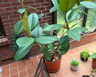 You don't need a Ant to move the Rubber Tree Plant!!!