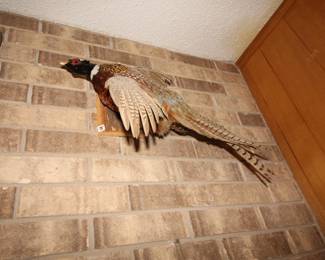Pheasant