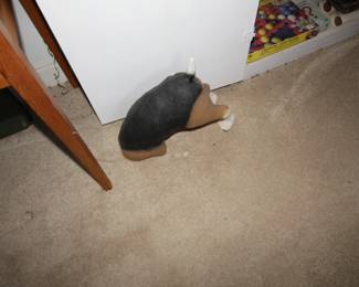 Beagle Digging