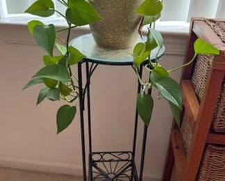 Plant stand and live plant