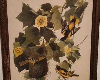 Baltimore Oriole
