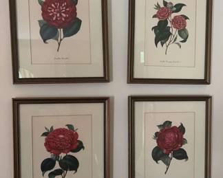 Framed Set of 4 Camellia Botanical Prints