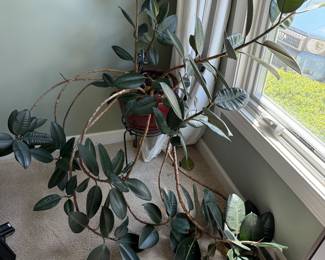Real Plant over 20 years old $25 
