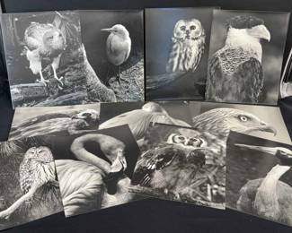 Over 70 ‘Black & White’ Photographs Of Birds Of Prey & More! * 8x10” by Paul G Kovak