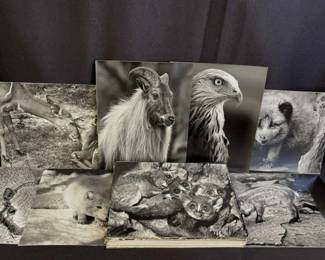 Paul G Kovak B/W Wildlife Photographs * 8 X 10’s