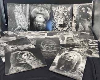 Over 60 ‘Black & White’ Photographs Of Animals * 8x10” by Paul G Kovak